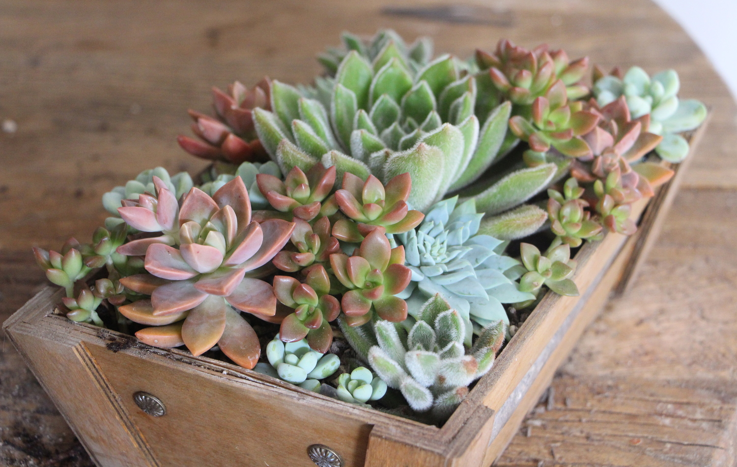 how-to-arrange-succulents-needles-and-leaves-needlesandleaves_net.jpg